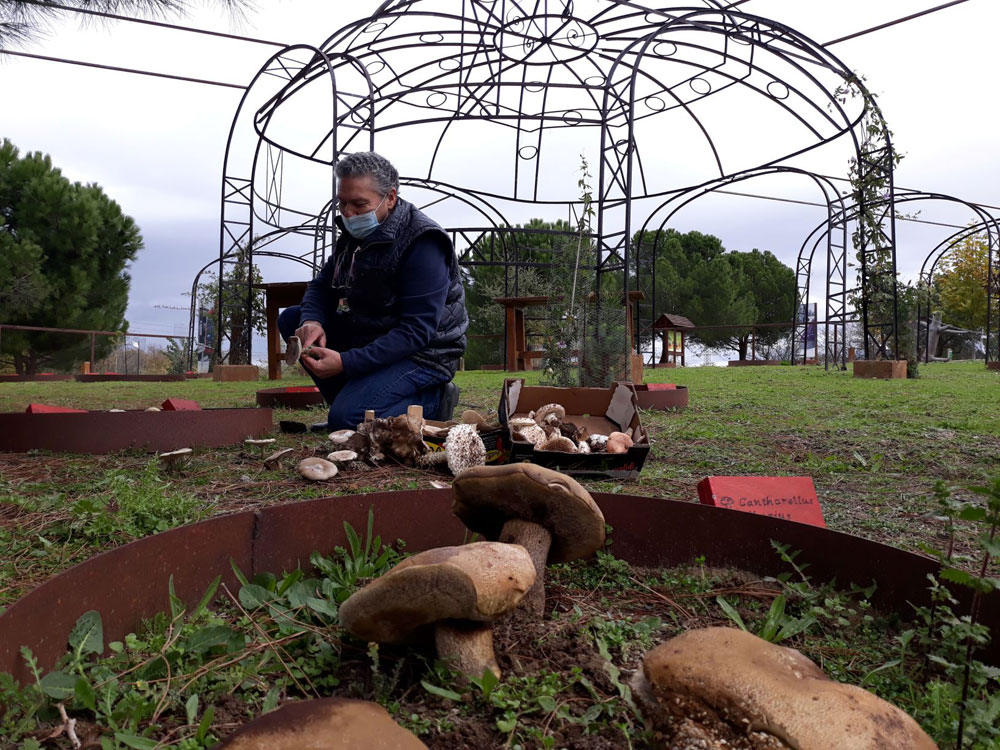 Cómo reconocer las setas de primavera